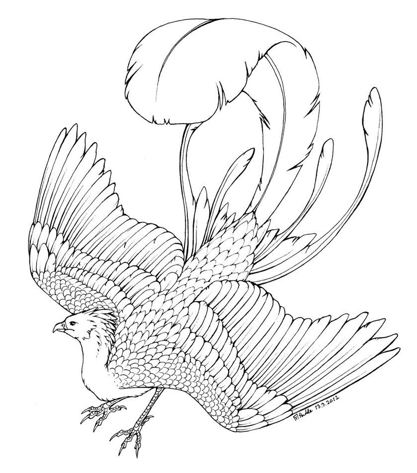 Featured image of post Phoenix Coloring Pages Harry Potter